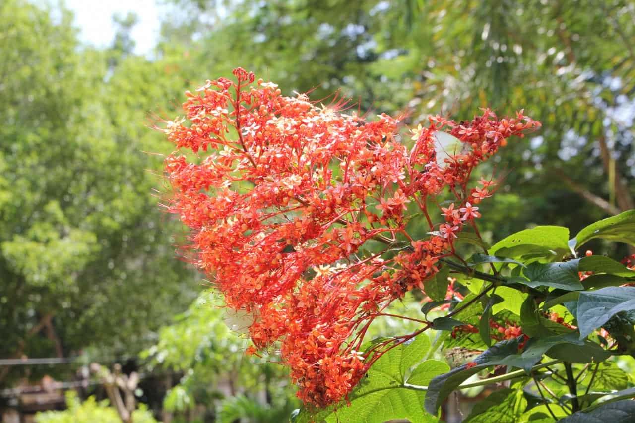 Thailand - Tambon Hin Tung - Khao Yai Nationalpark - rote Blüte