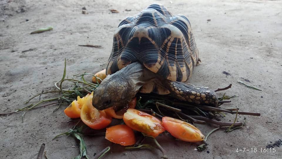 Star Tortoise Myanmar