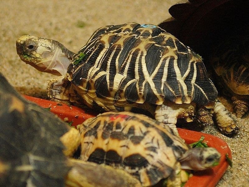 Star Tortoise