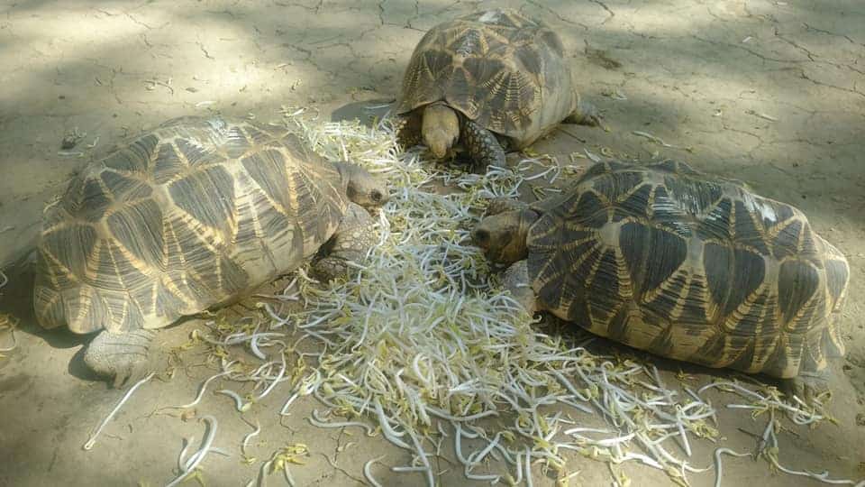 Burmese Star Tortoise