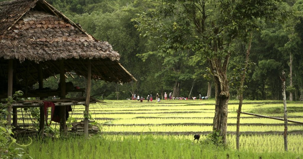 Chiang Mai Rice Paddy