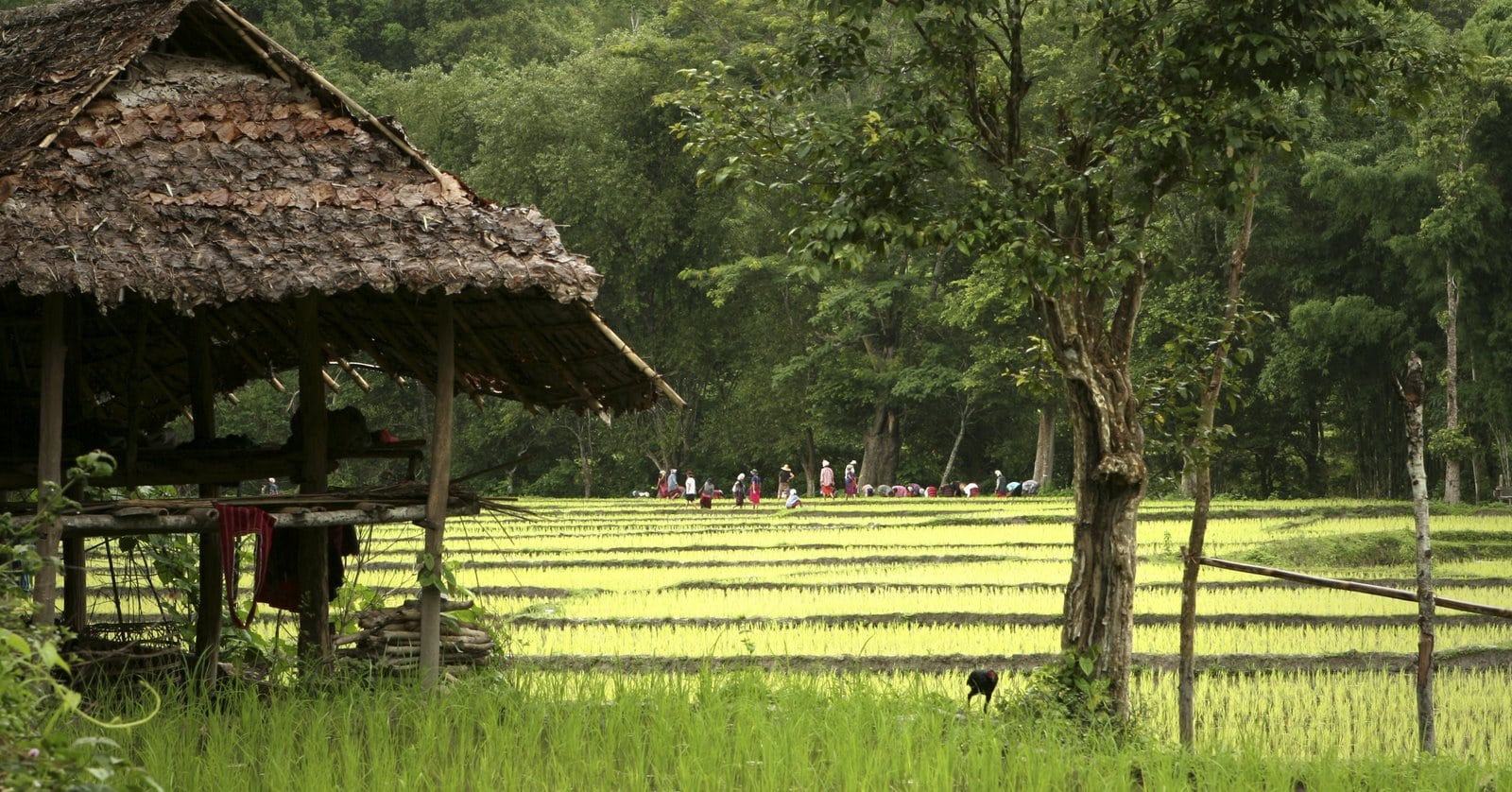 Chiang Mai Rice Paddy