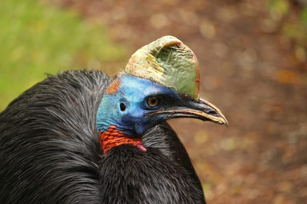 Redneck Cassowary