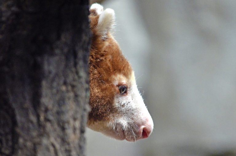 Indonesia Tree Kangaroo